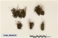 藏品(扭口苔屬)的圖片